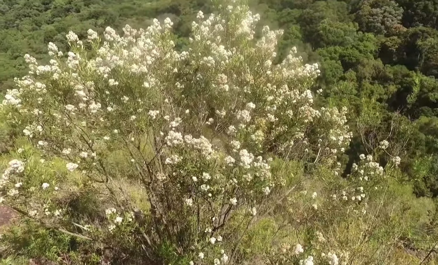 planta canudo-de-pito