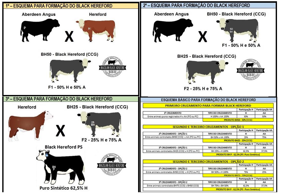 processo de cruzamento para formacao da raca black hereford