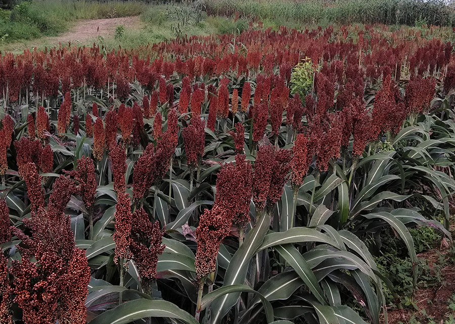 Nos testes em Sobral-CE (foto), a produtividade de grãos dos híbridos de sorgo superou a média nacional