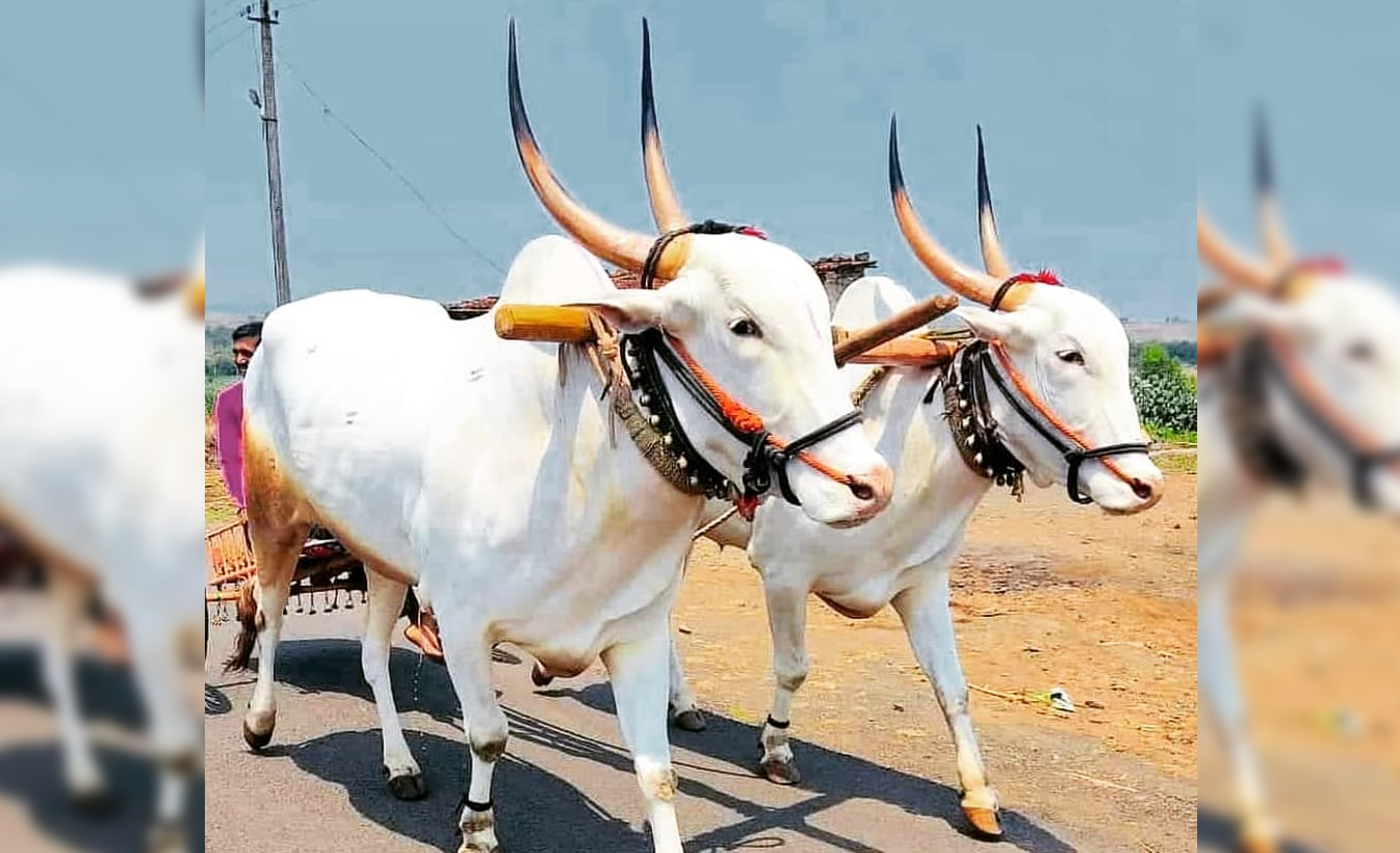 raca zebu hallikar da india