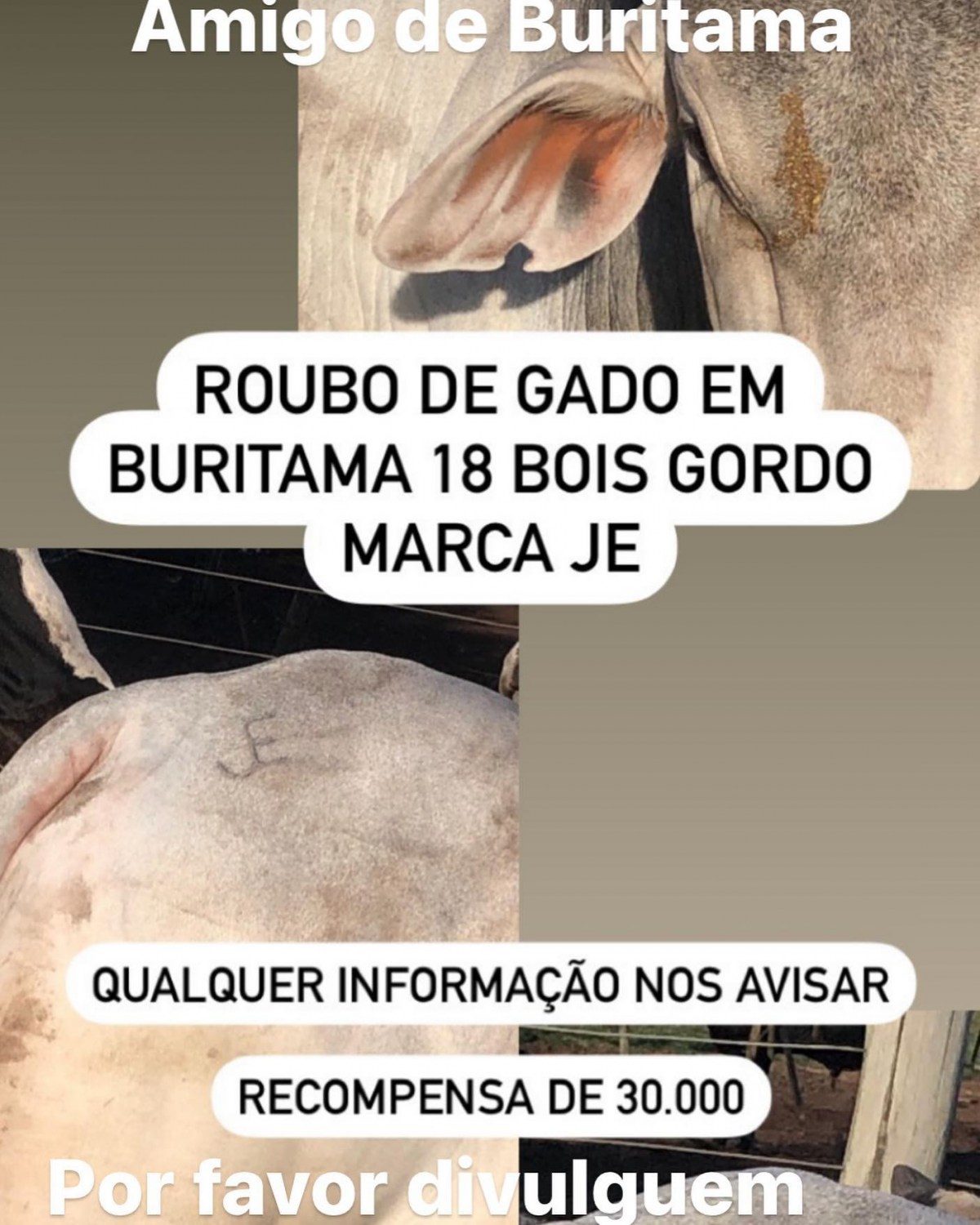 roubo de gado no interior de sp