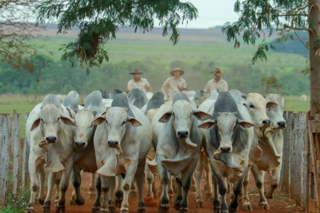 touros nelore da genetica aditiva Fazenda Canaã da Genética Aditiva em Terenos (MS) / Foto: Wellington Valeriano