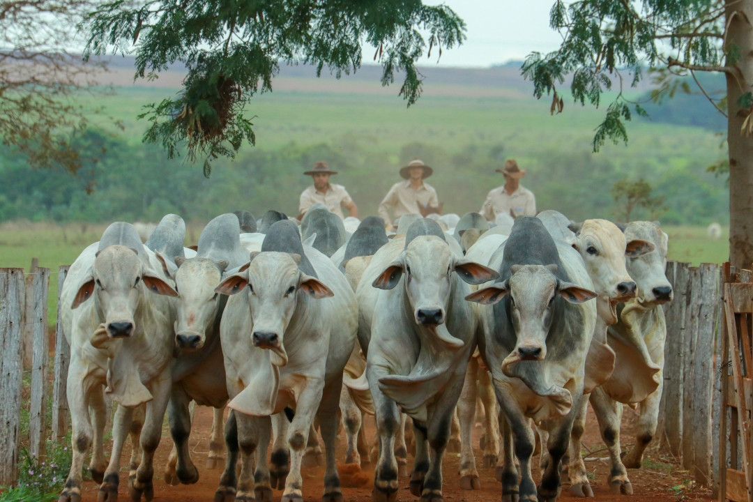 Fazenda Canaã da Genética Aditiva em Terenos (MS) / Foto: Wellington Valeriano