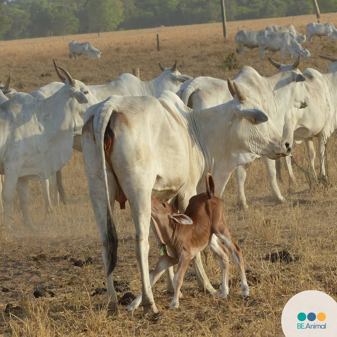 vaca nelore no pasto com bezerro recem nascido mamando