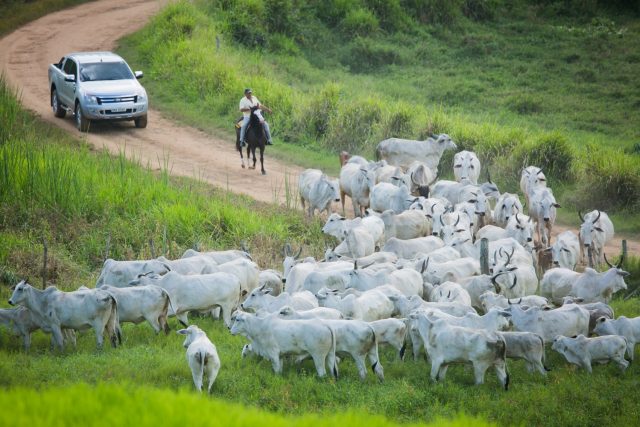 vaqueiro tocando o gado nelore na troca de pasto - pecuarista de camionete