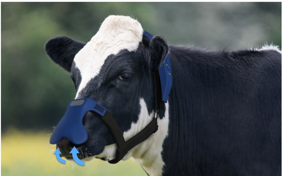 Máscaras chegam ao curral, elas também terão que usar