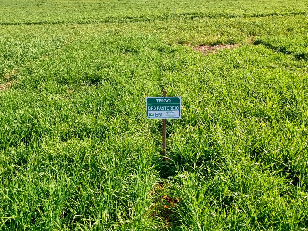 O objetivo foi demonstrar o posicionamento de cada cultivar e orientar o produtor sobre os procedimentos de plantio, adubação, manejo etc