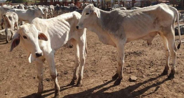 Pecuarista é multado em quase R$ 1 milhão por maus-tratos Pecuarista é multado em quase R$ 1 milhão por maus-tratos