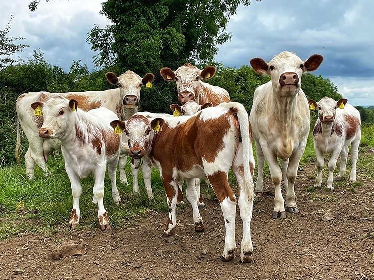 Irish Moiled Cattle Society