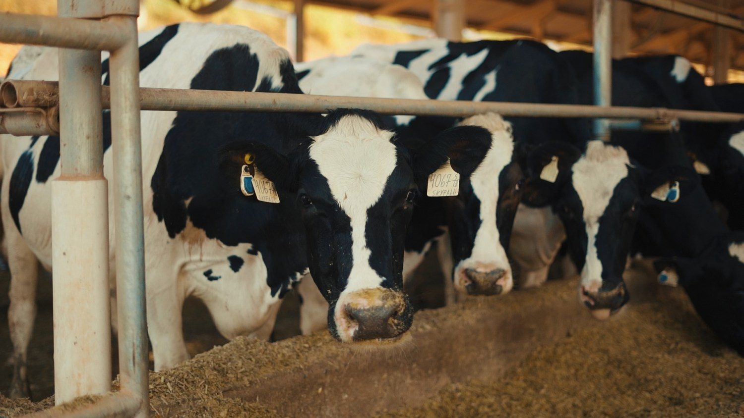 Monitoramento de vacas de leite foi "divisor de águas" em fazenda