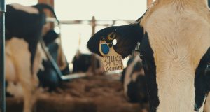 Monitoramento de vacas de leite foi "divisor de águas" em fazenda