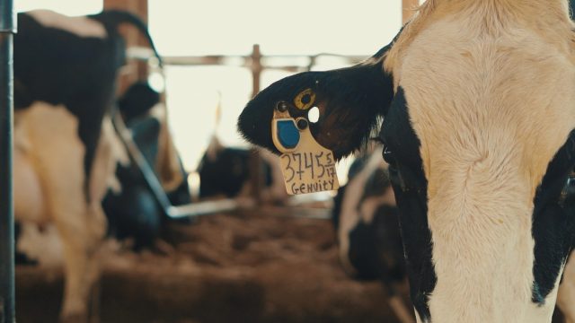 ALLFLEX-video-1---montagem.00-03-39-01.Still002 Monitoramento de vacas de leite foi