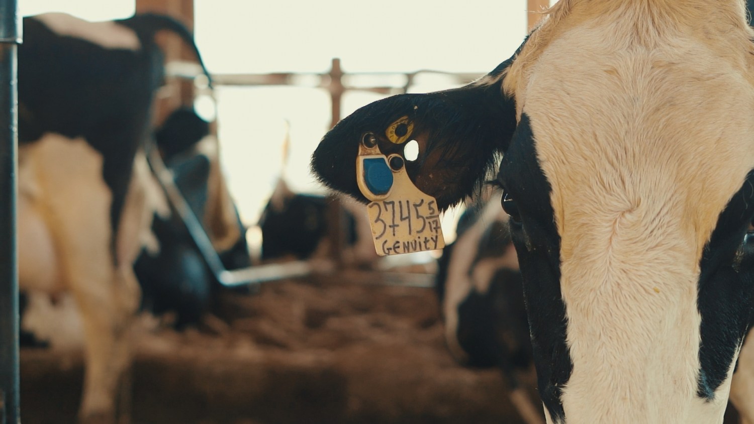 Monitoramento de vacas de leite foi "divisor de águas" em fazenda