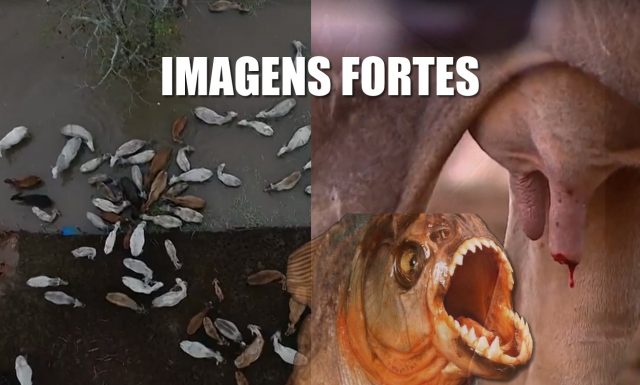 ATAQUE DE PIRANHA RIO SOLIMÕES