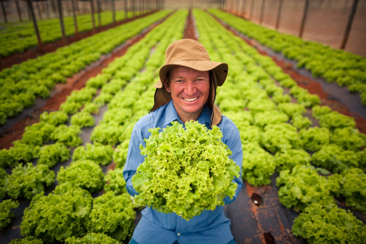 Alexânia, 14 de novembro de 2019. Do Rural a Mesa - alface hortalicas horta produtor rural