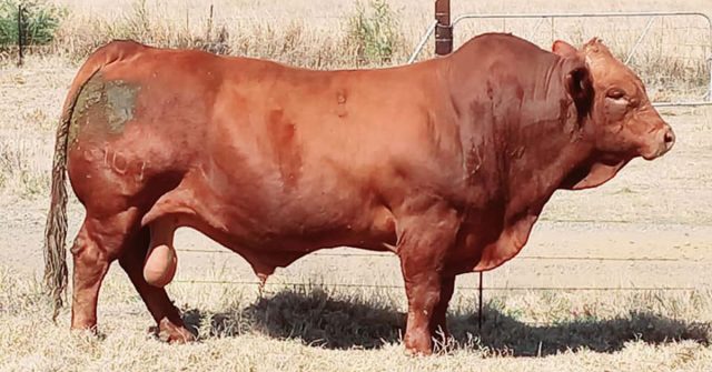 Beefmaster-bull_Vleissentraal