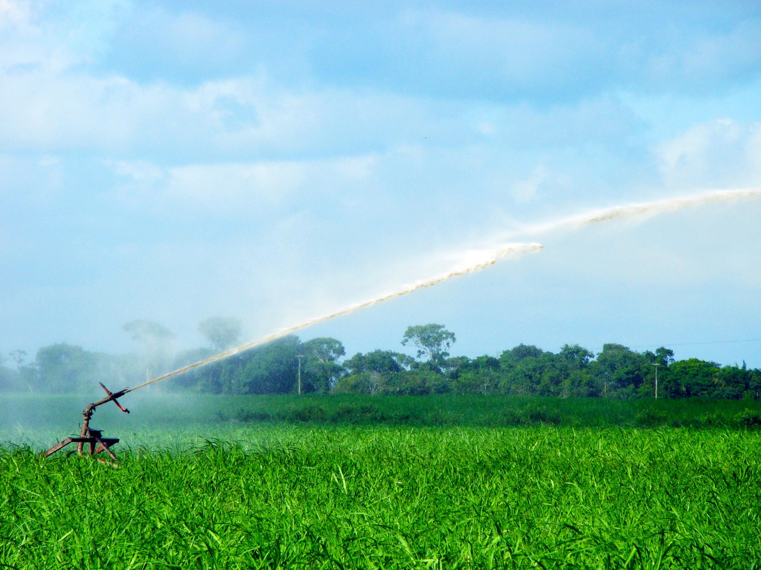 Bico de irrigação em lavoura de cana em Alagoas 2