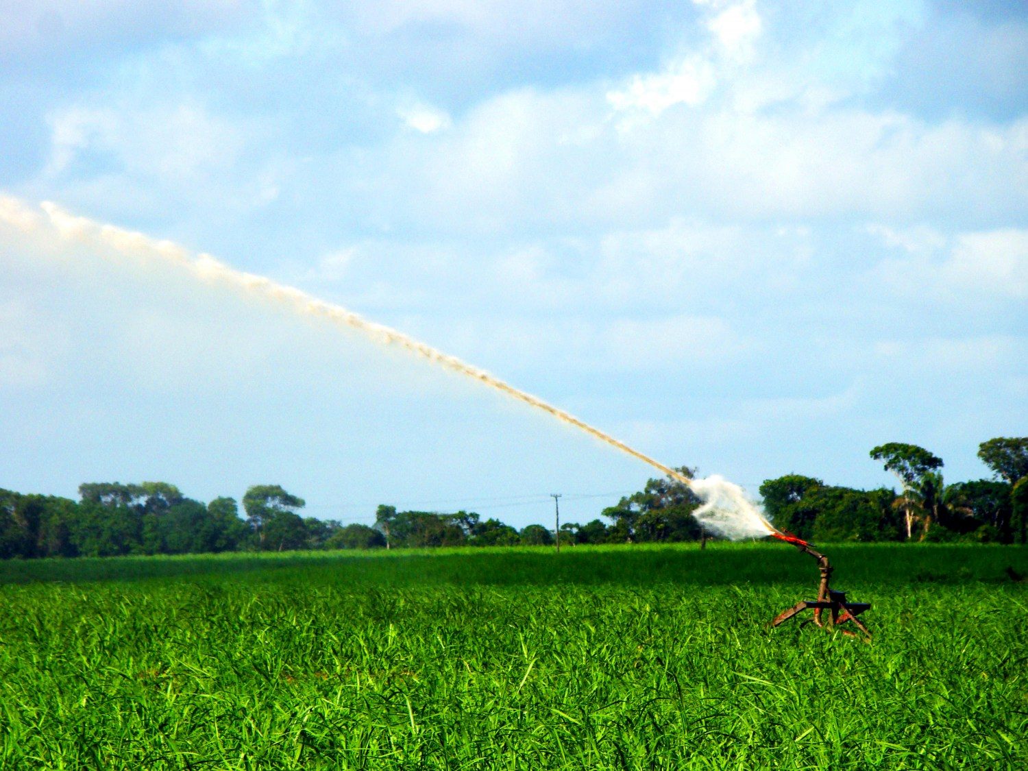 Bico de irrigação em lavoura de cana em Alagoas