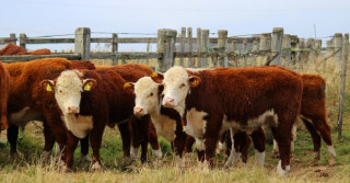 Prova de reprodutores Hereford e Braford começa no Sul