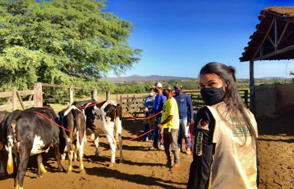 Doma Racional de novilhas para ordenha surpreende produtores experientes; técnica derrubou hábitos antigos e provou que carinho dá mais leite sim!