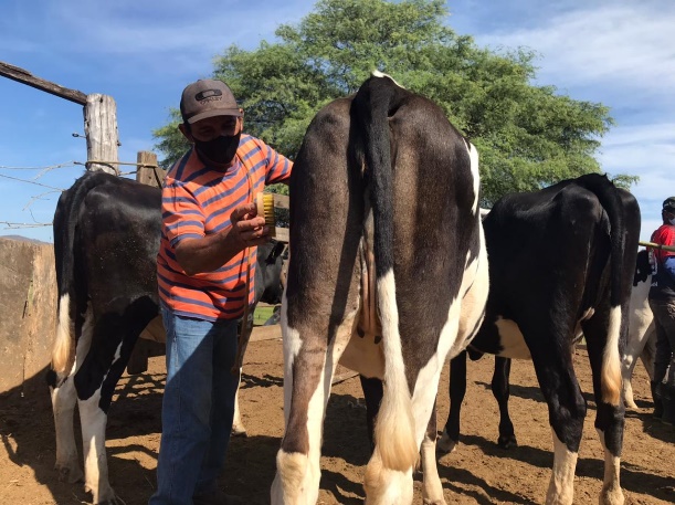 Doma Racional de novilhas para ordenha surpreende produtores experientes; técnica derrubou hábitos antigos e provou que carinho dá mais leite sim!