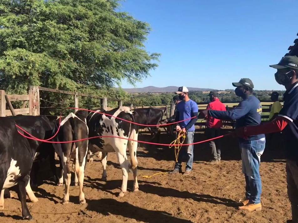 Doma Racional de novilhas para ordenha surpreende produtores experientes; técnica derrubou hábitos antigos e provou que carinho dá mais leite sim!