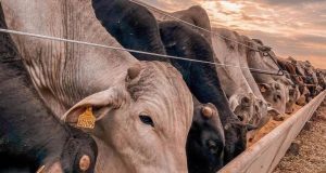 Inversões térmicas e doenças respiratórias são um desafio a mais no confinamento