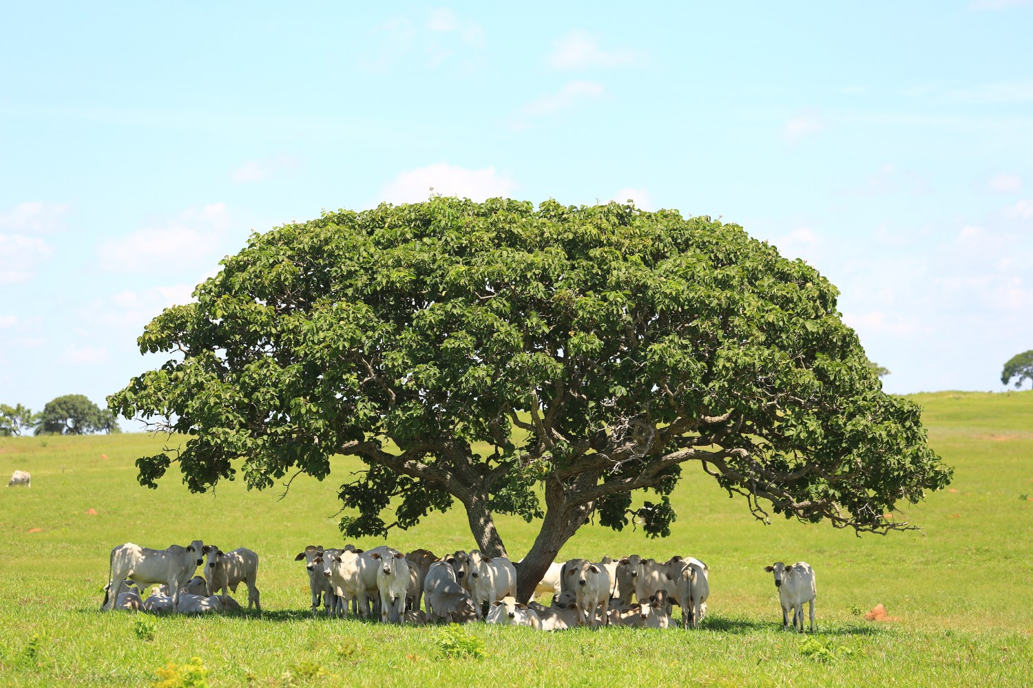 O investimento em bem-estar animal é, cada vez, mais uma questão de responsabilidade ética