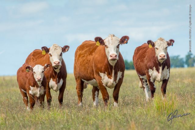 FOTO GABRIEL OLIVERA - AGENCIA E TV EL CAMPO Inscrições abertas para a Primeira Prova de Avaliação Alimentar e Genotipagem para fêmeas Hereford e Braford