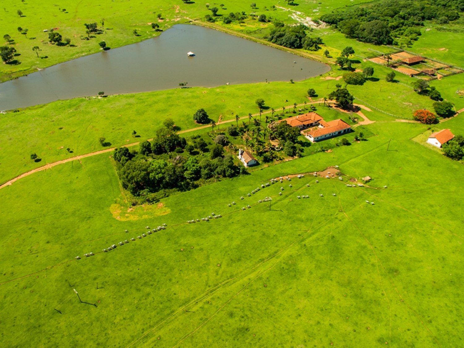 Fazenda de cria planeja quintuplicar a lotação de animais por hectare