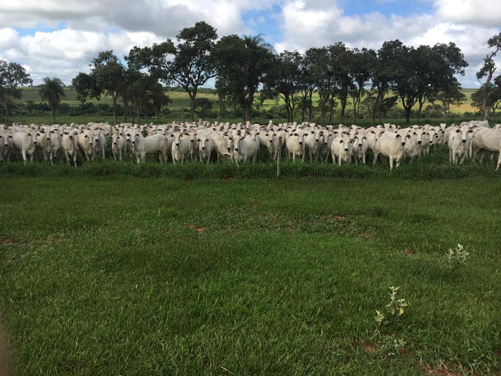 Fazenda de cria planeja quintuplicar a lotação de animais por hectare 3