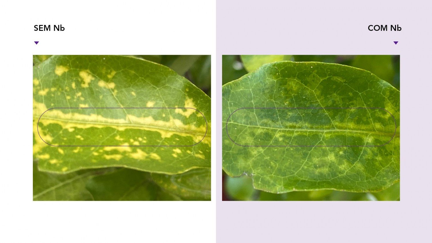 Folhas de pé acerola afetadas com doença (amarela) e em recuperação (verde) após receber a aplicação do material avançado nanotecnológico de nióbio.