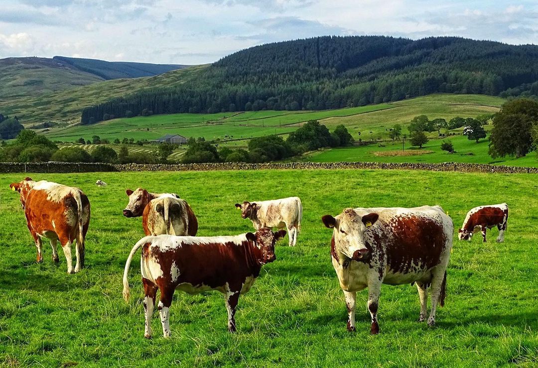 Irish Moiled Cattle Society