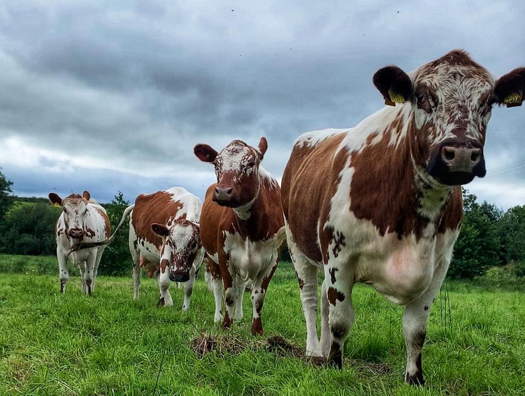 Irish Moiled Cattle Society