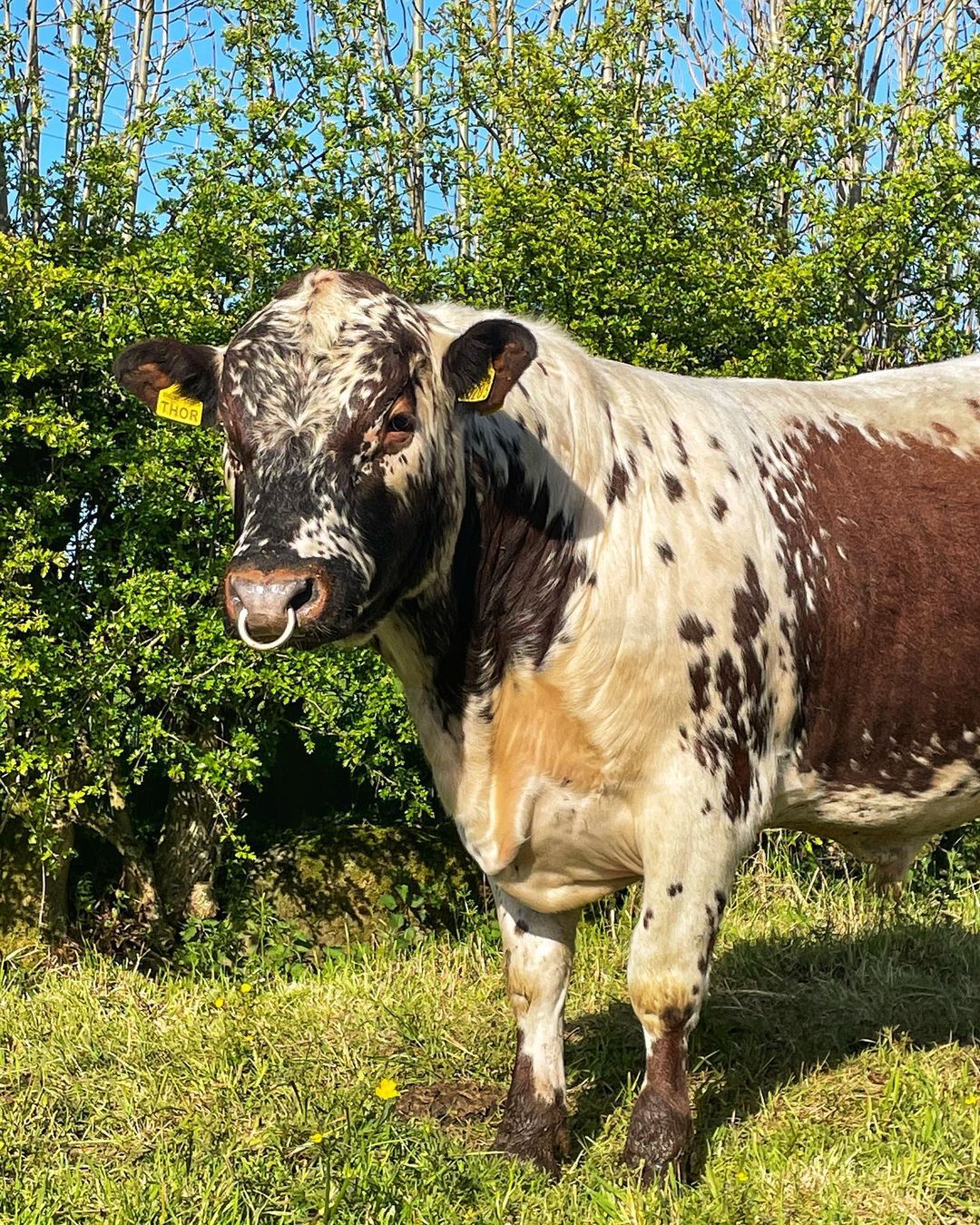 Irish Moiled Cattle Society