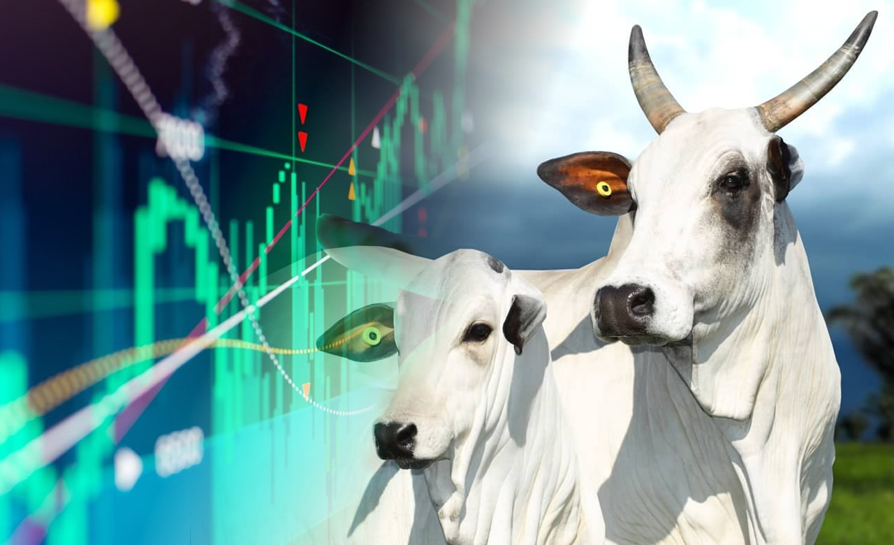cattle bolsa