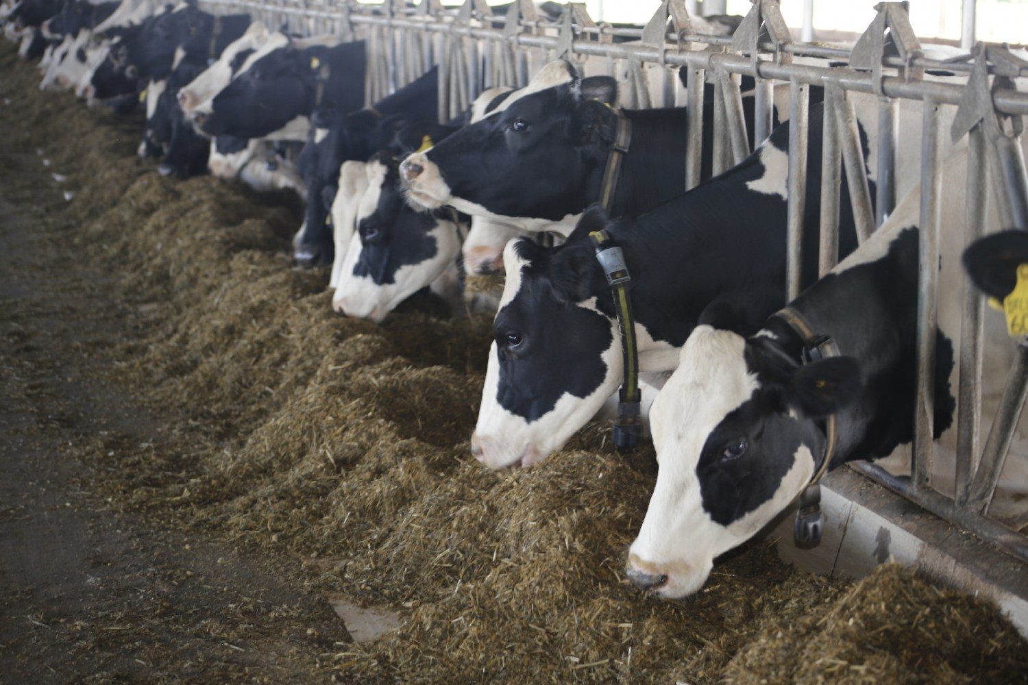 Monitoramento automatizado de vacas consegue identificar cio natural com precisão