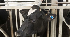 Monitoramento automatizado de vacas consegue identificar cio natural com precisão