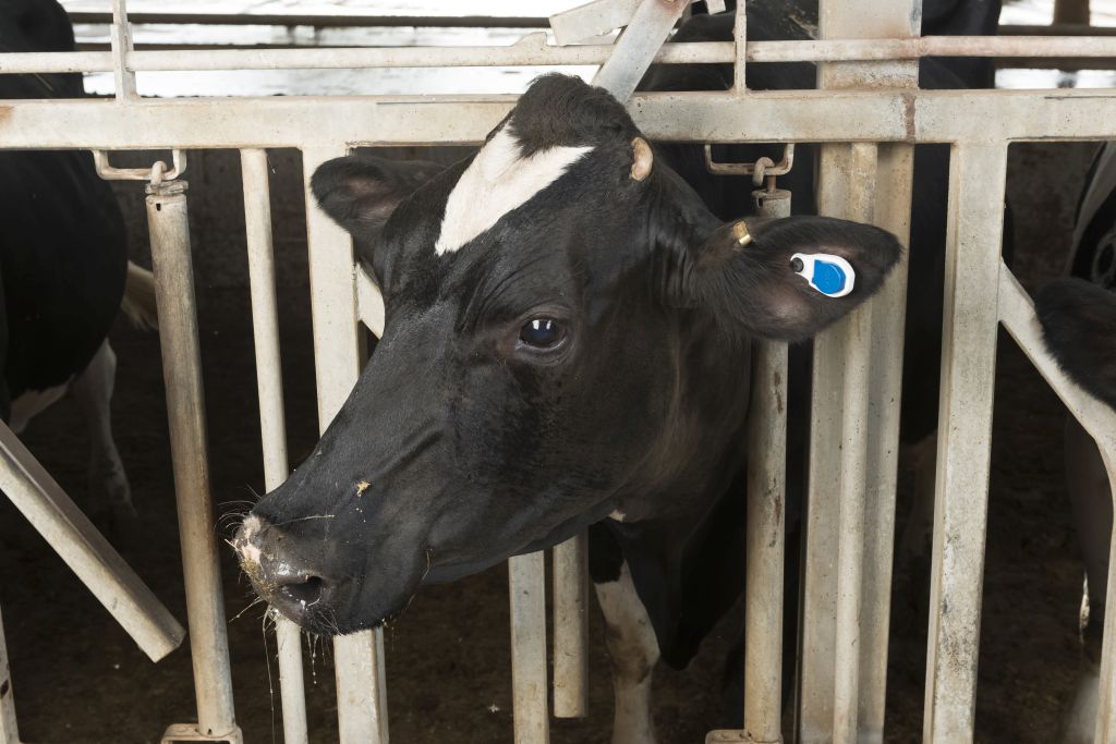 Monitoramento automatizado de vacas consegue identificar cio natural com precisão