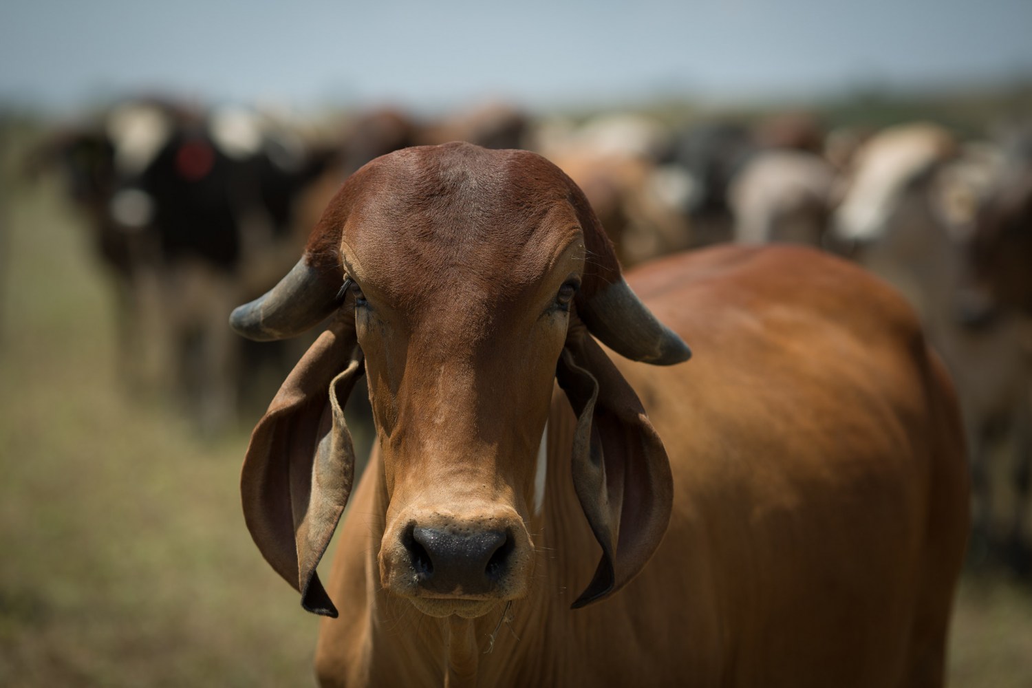 Quais são as melhores raças de gado de corte Fonte: https://agro.estadao.com.br/summit-agro/quais-sao-as-melhores-racas-de-gado-de-corte