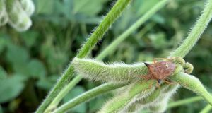 Percevejo marrom é um dos insetos mais prejudiciais para a cultura da soja / Foto: Fundação MS