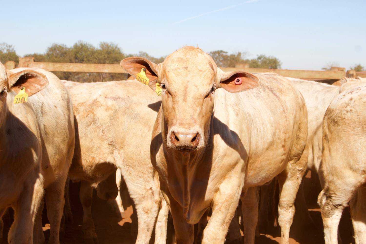 Prova da raça Canchim selecionará os melhores animais do país