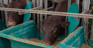 Raça Devon realiza teste de eficiência alimentar 2021