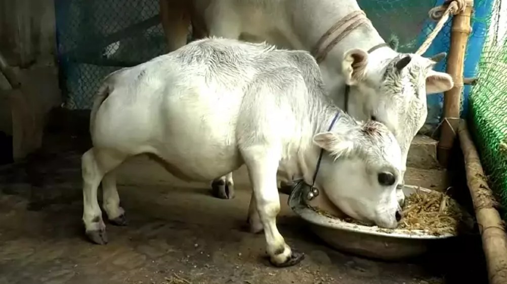Menor vaca do mundo pesa 26 kg e tem 51 cm, vídeo! - Compre Rural