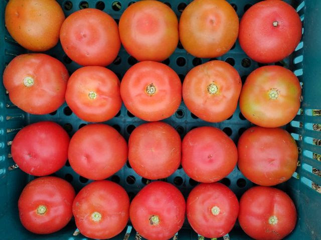 Tomate da Epagri produz até 7kg por planta e é resistente a doenças 1