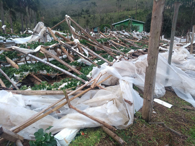 Tornado destruiu a produção de morangos da família