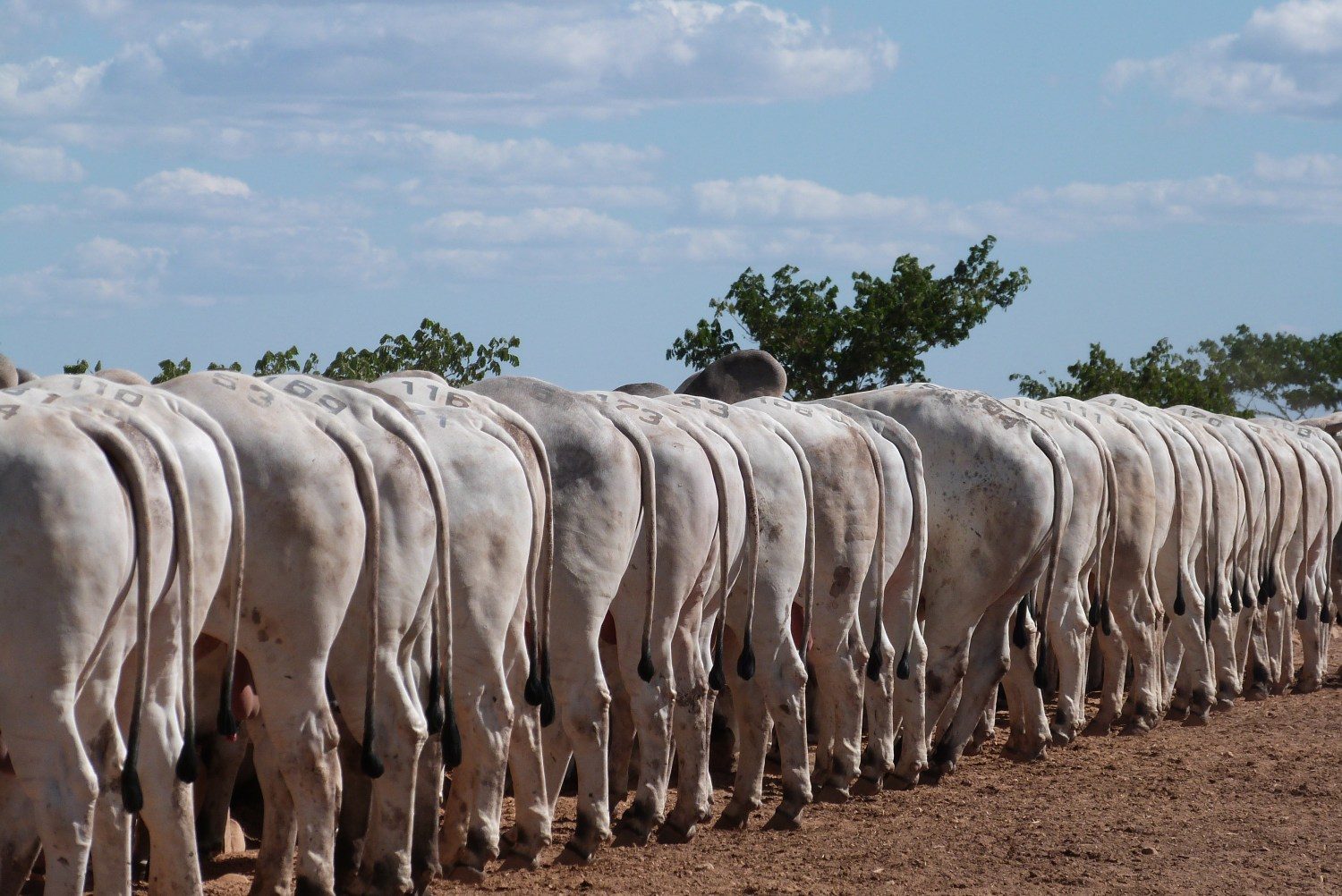 Reserva genética em destaque no leilão anual de touros da Agropecuária Jacarezinho