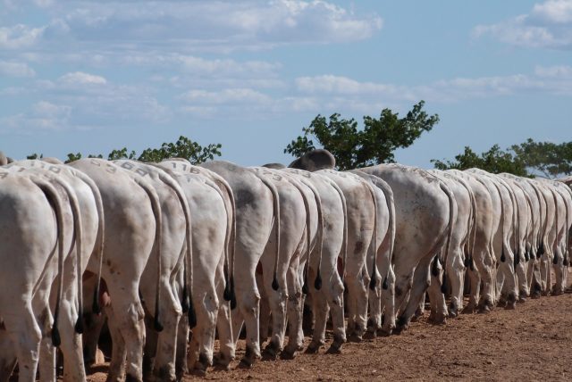 Reserva genética em destaque no leilão anual de touros da Agropecuária Jacarezinho Reserva genética em destaque no leilão anual de touros da Agropecuária Jacarezinho