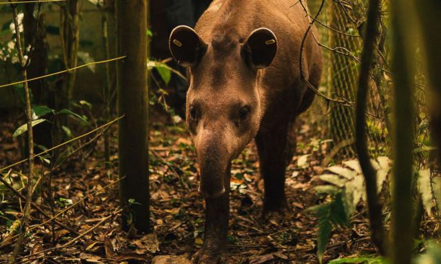 anta_jasmim_e_solta_na_reserva_ecologica_de_guapiacu_para_preservacao_da_especie2910202516-13920646