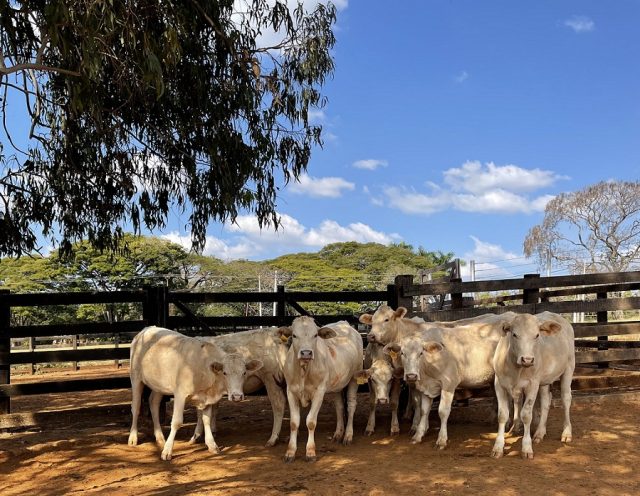 article (1)Novilhas Canchim que serão leiloadas